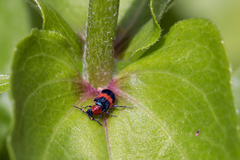 Dicranolaius bellulus