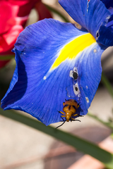 Stethopachys formosa