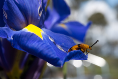 Stethopachys formosa