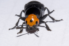Creophilus erythrocephalus