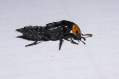 Creophilus erythrocephalus