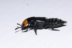Creophilus erythrocephalus