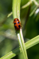 Ceratobasis koenigii
