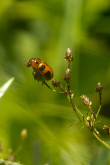 Ceratobasis koenigii