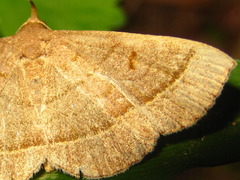 Paracolax trilinealis