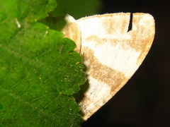 Callabraxas compositata