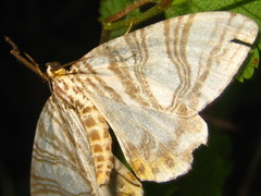 Callabraxas compositata