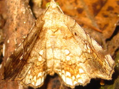 Pangrapta lunulata