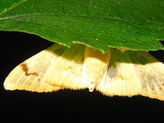 Neoanalthes contortalis