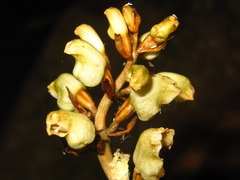 Gastrodia elata
