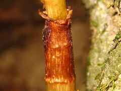 Gastrodia elata