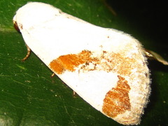 Sphragifera biplagiata