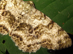 Ophthalmitis albosignaria