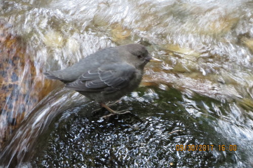 Cinclus mexicanus