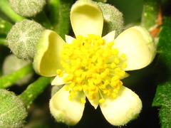 Grewia parviflora