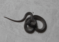 Oligodon taeniolatus