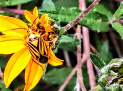 Calocoris barberi