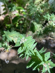 Pimelea tomentosa