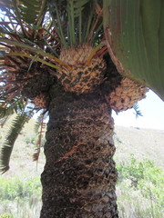 Encephalartos longifolius