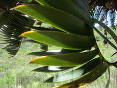 Encephalartos longifolius
