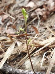 Arthrochilus irritabilis