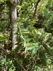 Pimelea tomentosa