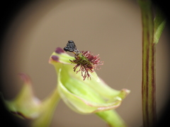 Arthrochilus irritabilis