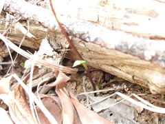 Arthrochilus irritabilis