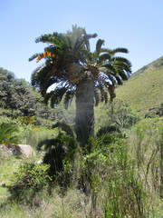 Encephalartos longifolius