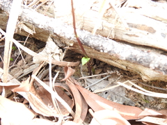 Arthrochilus irritabilis