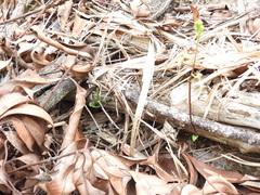 Arthrochilus irritabilis