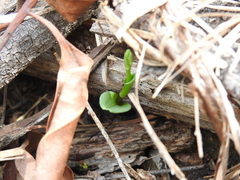 Arthrochilus irritabilis