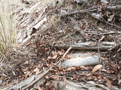 Arthrochilus irritabilis