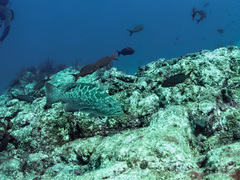 Mycteroperca rosacea