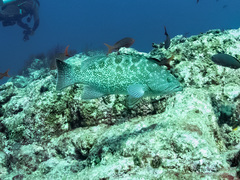 Mycteroperca rosacea