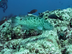 Mycteroperca rosacea