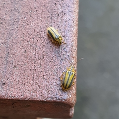 Xanthogaleruca luteola