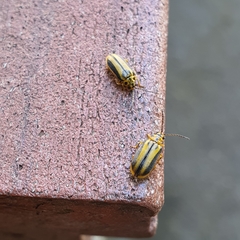 Xanthogaleruca luteola