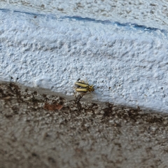 Xanthogaleruca luteola