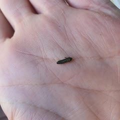 Xanthogaleruca luteola