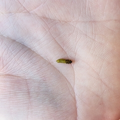 Xanthogaleruca luteola