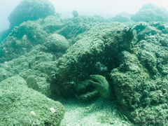 Gymnothorax castaneus