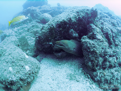 Gymnothorax castaneus