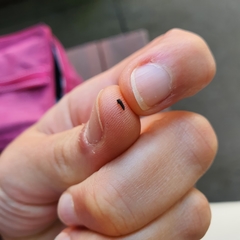 Xanthogaleruca luteola