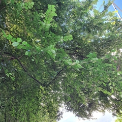 Xanthogaleruca luteola