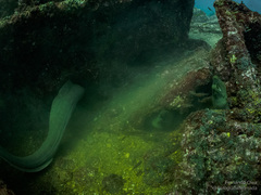 Gymnothorax castaneus