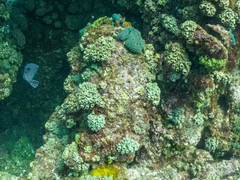 Tubastraea