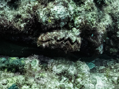Pinctada mazatlanica