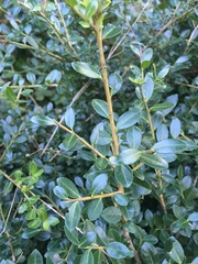 Buxaceae