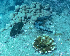 Cephalopholis panamensis